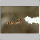 Episyrphus balteatus - Hain-Schwebfliege 02.jpg